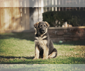 German Shepherd Dog Puppy for sale in CORONA, CA, USA