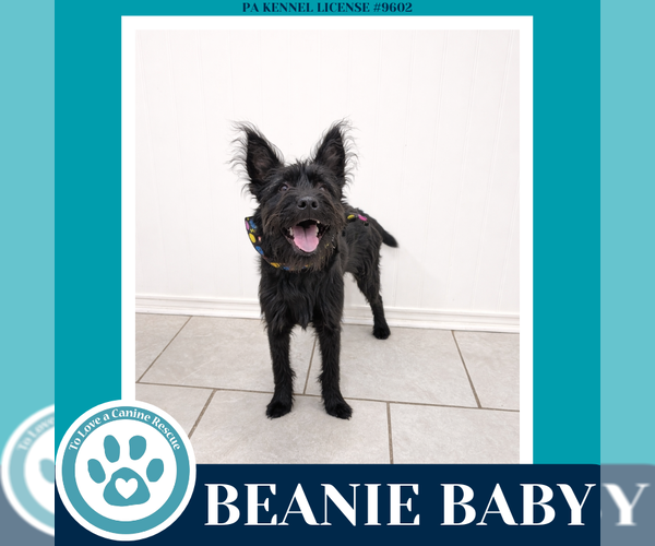 Medium Photo #3 Mutt Puppy For Sale in Kimberton, PA, USA