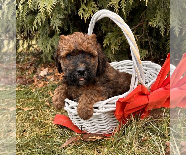 Medium Photo #2 Whoodle (Miniature) Puppy For Sale in MIDDLEBURY, IN, USA