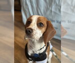 Small Photo #2 Beagle Puppy For Sale in Oakhurst, NJ, USA