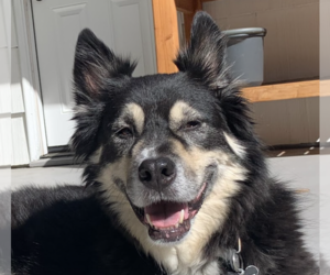 Australian Shepherd-Huskies  Mix Dogs for adoption in San Ramon, CA, USA