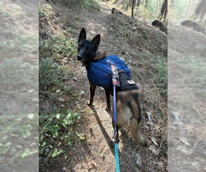 Mutt Dogs for adoption in Imlay City, MI, USA