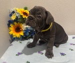 Small #11 French Bulldog