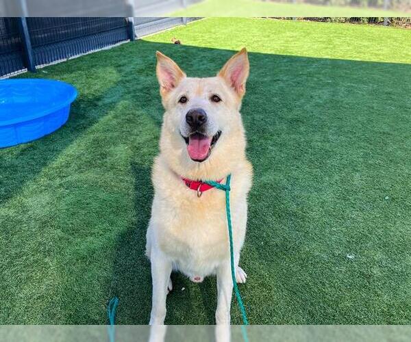 Medium Photo #4 German Shepherd Dog-Unknown Mix Puppy For Sale in Orange, CA, USA