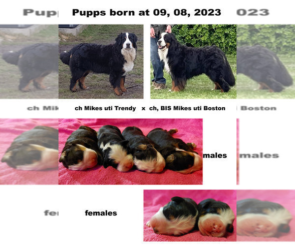 Medium Photo #1 Bernese Mountain Dog Puppy For Sale in Hatvan, Heves, Hungary