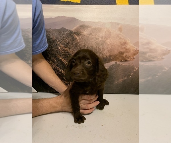 Medium Photo #1 Boykin Spaniel Puppy For Sale in LEXINGTON, SC, USA