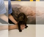 Small Photo #1 Boykin Spaniel Puppy For Sale in LEXINGTON, SC, USA