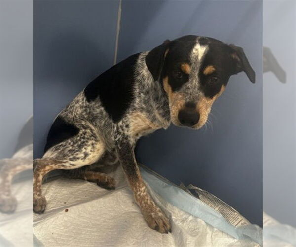 Medium Photo #1 Texas Heeler Puppy For Sale in San Bernardino, CA, USA