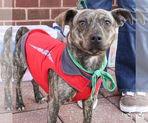 Mutt Dogs for adoption in Washington, DC, USA