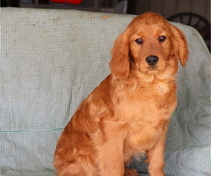 Cavalier King Charles Spaniel-Goldendoodle Mix Puppy for sale in SHILOH, OH, USA