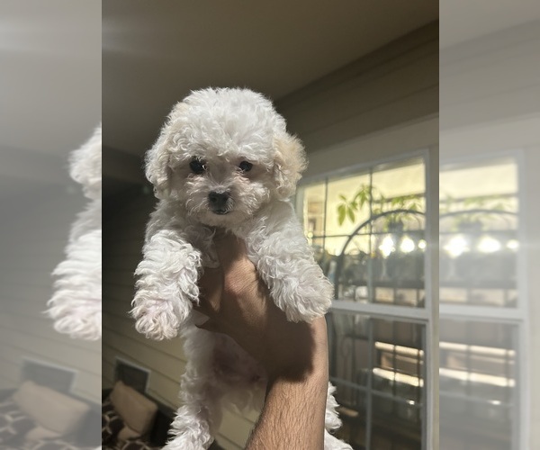 Medium Photo #1 Maltipoo Puppy For Sale in DEL VALLE, TX, USA