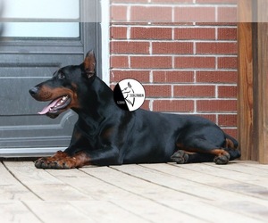 Father of the Doberman Pinscher puppies born on 03/09/2022