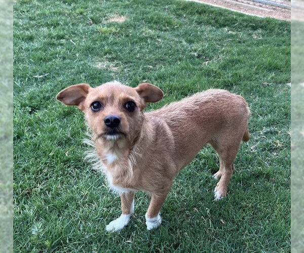 Medium Photo #1 Chiweenie Puppy For Sale in Plano, TX, USA