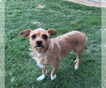 Small Chiweenie