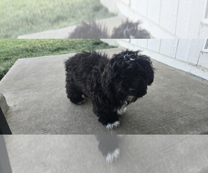 Poovanese Puppy for sale in LEES SUMMIT, MO, USA