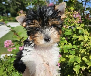 Biewer Terrier Puppy for sale in SARASOTA, FL, USA