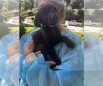 Small Photo #11 Labrador Retriever Puppy For Sale in SIMI VALLEY, CA, USA