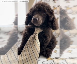 Poodle (Toy) Puppy for sale in GILBERTSVILLE, PA, USA