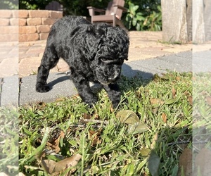 Golden Mountain Doodle  Puppy for Sale in MONTVERDE, Florida USA
