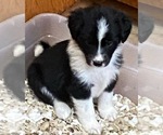 Image preview for Ad Listing. Nickname: Sage