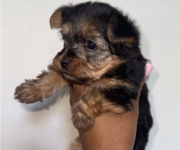 Medium Photo #2 Yorkshire Terrier Puppy For Sale in PASSAIC, NJ, USA