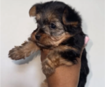 Small Photo #2 Yorkshire Terrier Puppy For Sale in PASSAIC, NJ, USA