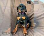 Small #2 Doberman Pinscher