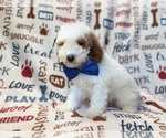 Small #3 Poodle (Miniature)