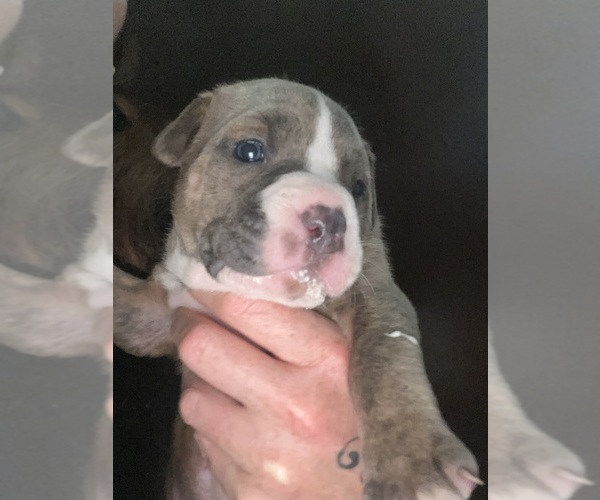 Medium Photo #8 American Pit Bull Terrier Puppy For Sale in CHARLESTON, IL, USA