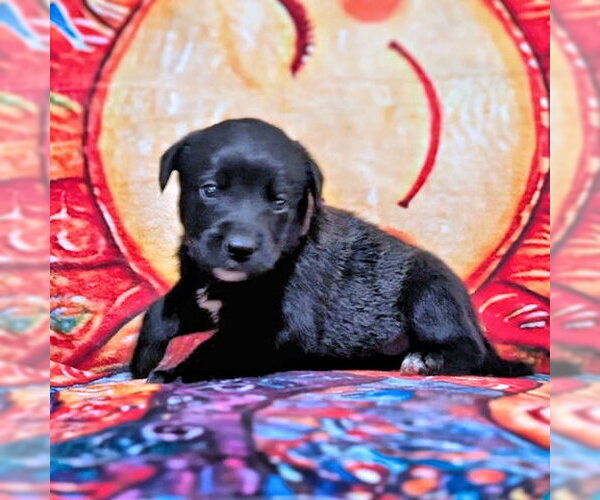 Medium Photo #3 Golden Retriever-Unknown Mix Puppy For Sale in Rutherfordton, NC, USA