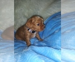 Small Photo #50 Australian Shepherd-Cavalier King Charles Spaniel Mix Puppy For Sale in HOWLAND, OH, USA