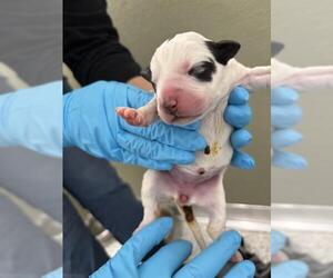 American Staffordshire Terrier-Unknown Mix Dogs for adoption in San Antonio, TX, USA