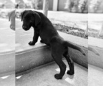 Small Photo #6 Labrador Retriever Puppy For Sale in LEASBURG, MO, USA