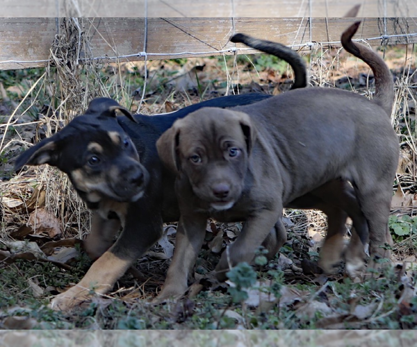 Medium Photo #2 Mutt Puppy For Sale in Decatur, GA, USA