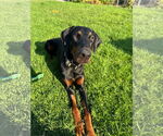 Small #4 Doberman Pinscher