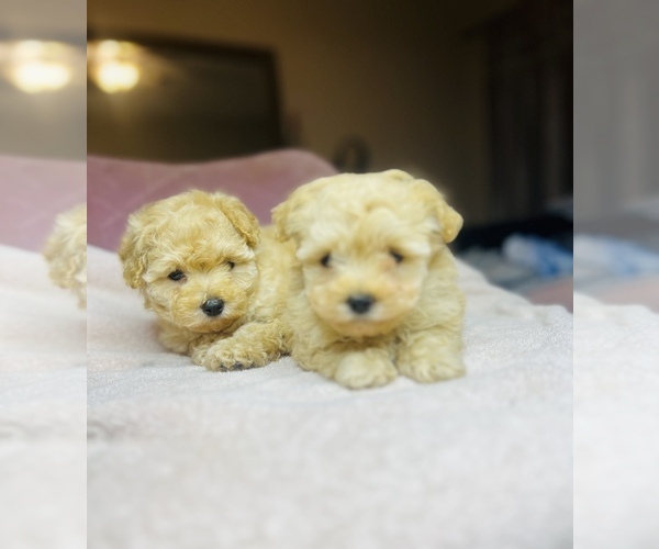 Medium Photo #9 Poodle (Toy) Puppy For Sale in SAN BERNARDINO, CA, USA