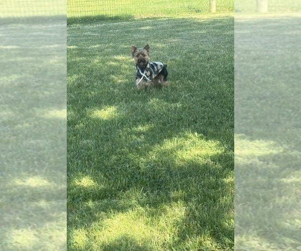 Medium Photo #81 Yorkshire Terrier Puppy For Sale in WARSAW, IN, USA
