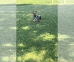 Small Photo #81 Yorkshire Terrier Puppy For Sale in WARSAW, IN, USA