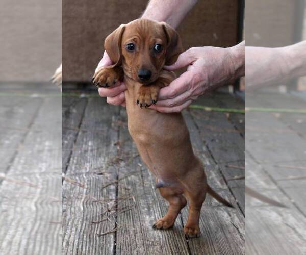 Medium Photo #2 Dachshund Puppy For Sale in AUSTELL, GA, USA