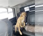 Small Photo #1 Golden Labrador-Poodle (Standard) Mix Puppy For Sale in HILLSBORO, ND, USA
