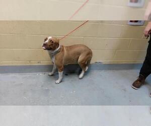 Mutt Dogs for adoption in Tulsa, OK, USA