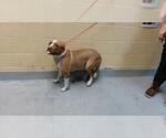 Small Mutt