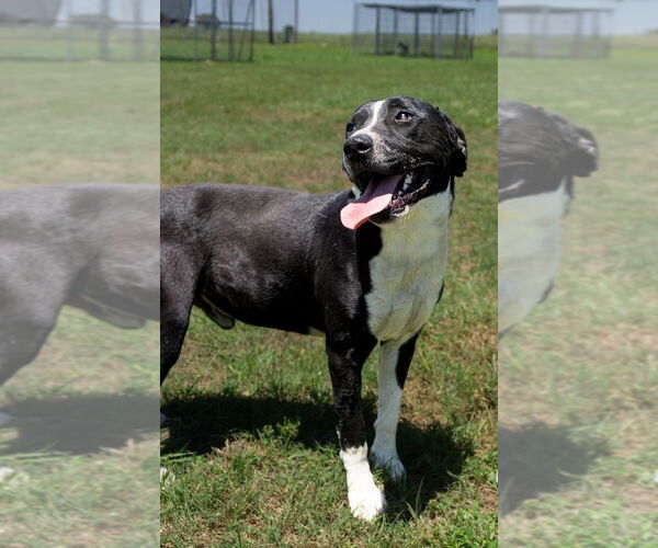 Medium Photo #6 Mutt Puppy For Sale in Abbeville, LA, USA