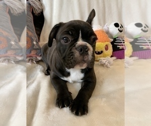 French Bulldog Puppy for sale in JOHNS ISLAND, SC, USA