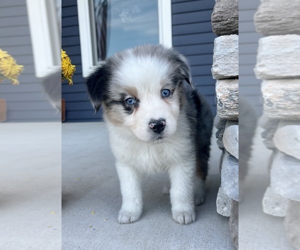 Medium Photo #4 Australian Shepherd Puppy For Sale in LODA, IL, USA
