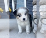 Small #3 Australian Shepherd