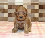 Small #1 Cavapoo (Miniature)