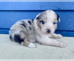 Australian Shepherd Puppy for sale in LODA, IL, USA
