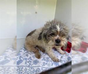 Shih Tzu Dogs for adoption in Houston, TX, USA