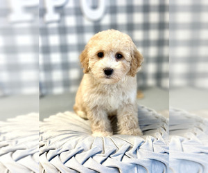 Poodle (Miniature) Dog for Adoption in MARIETTA, Georgia USA